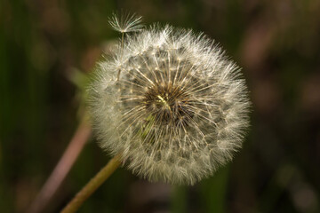 Fototapeta premium dandelion on green background
