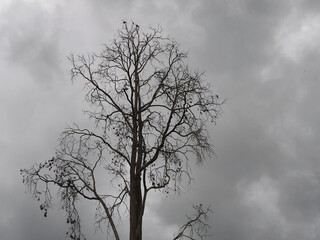 Monsoon rain clouds pass through dead trees and birds fly and perch on the trees.