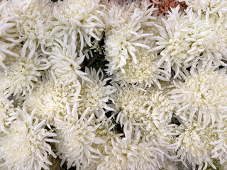 Close up photo, series of white chrysanthemum flowers or called chrysanths. Floral chrysanthemum...