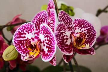 Orchid Doritenopsis. Orchid flower spotted coloration