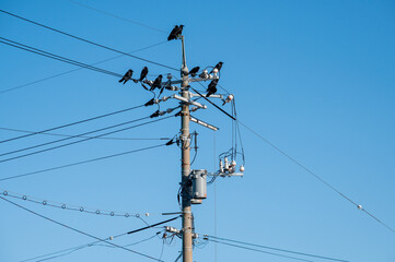 電柱・電線に止まる沢山のカラス
