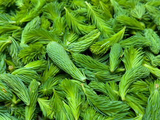 
Fresh spruce tips rich in vitamin C and antioxidants. Young green conifer shoots used for natural...