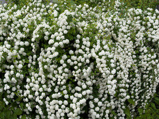 Spiraea cantoniensis flowering shrub in full bloom. Dense clusters of small white blossoms, commonly used in hedges and ornamental gardens in spring.