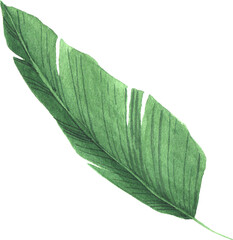 Obraz premium Watercolor hand painted tropical leaf. Green jungle foliage clip art perfect for summer wedding invitation and party card making