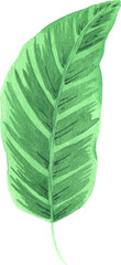 Watercolor hand painted tropical leaf. Green jungle foliage clip art perfect for summer wedding invitation and party card making