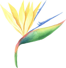 Watercolor hand painted tropical flower. Bright jungle exotic clip art perfect for summer wedding invitation and party card making