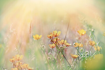 Buttercup flower lit by sun rays, beautiful meadow flower