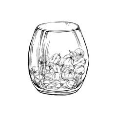 Gooseberry Currant berries served in glass hand drawn in vector ink, ripe picked harvest, lingonberry huckleberry juneberry. Isolated illustration. Dessert menu, home preserves cookbook, grocery store
