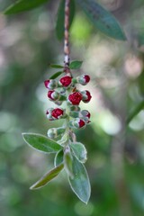 red berries on a branch