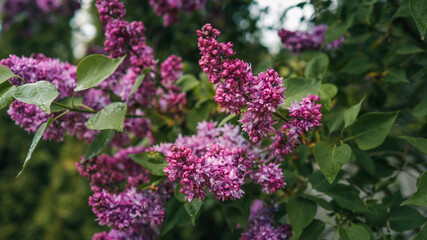 Obraz premium Close-up of vibrant lilac blossoms in full bloom, with soft sunlight filtering through green leaves and a clear blue sky in the background