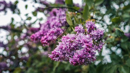 Close-up of vibrant lilac blossoms in full bloom, with soft sunlight filtering through green leaves and a clear blue sky in the background