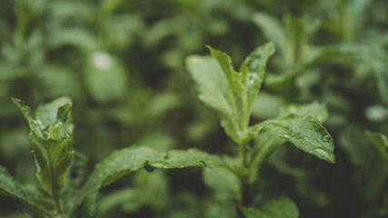 Fresh mint leaves with water droplets, captured in close-up with deep green tones and soft natural lighting