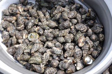 Fresh Sea Snails in a Bucket