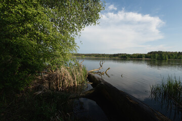 Serene lakeside scene with trees and calm waters.