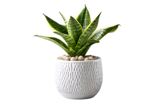 Indoor plant care snake plant as a stunning decor element home photography bright room close-up enhancing aesthetic appeal