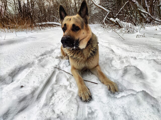 Dog German Shepherd in a winter day, white snow and tree around. Waiting eastern European dog veo in park or forest. Partial focus