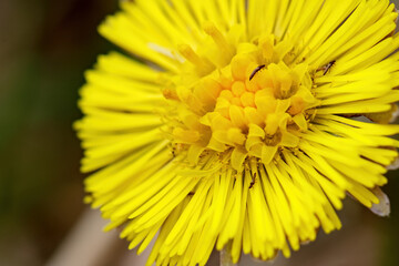 Close up photo of yellow coltsfoot flower with some tiny insects