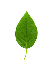 Fototapeta premium Single Green Heart Shaped Leaf on Transparent Background