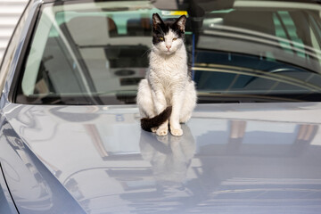A street cat sat on top of a car on a sunny day. © mylasa