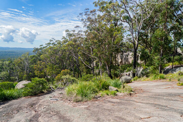 the forest at the top of Bald Rock National Park, Queensland, Australia
