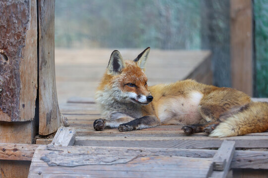 A red fox relaxing on a wooden structure in natural light - Powered by Adobe