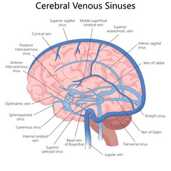 cerebral venous sinuses and veins inside the human brain, useful for medical learning and anatomy studies diagram hand drawn schematic raster illustration. Medical science educational illustration