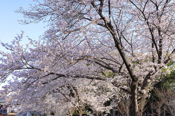 Naklejka premium Osaka Castle garden with cherry blossom, revered castle dating to 1597 at Osakajo, Chuo Ward, Osaka, Japan