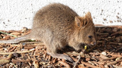 Happy quokka in the wild on Rottnest Island, Australia, enjoying the sunshine