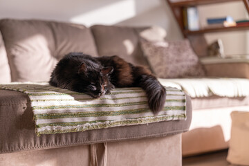 A black cat sleeping on the living room couch in the afternoon sun © LaSu
