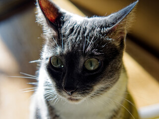 Young Neva Masquerade cat in the sunshine