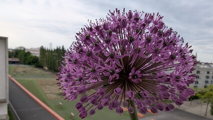 Allium