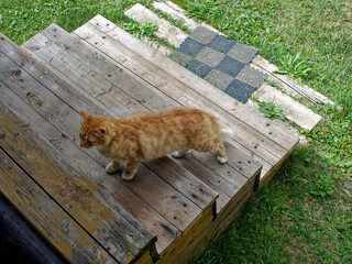 Ginger village cat came to the porch