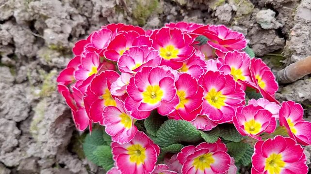 Close-up of a pink primula flower growing in the ground.