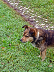 Village mongrel dog near the house