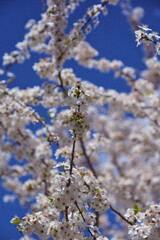 cherry tree flowers