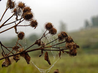 Web with water droplets on burdock