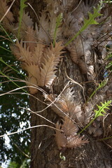 A lush basket fern, Aglaomorpha fortunei, displays its distinctive lobed fronds and intricate root structures. Its vibrant green foliage thrives in humid forest environments
