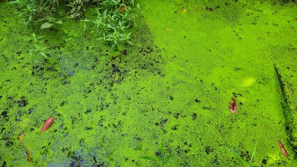 A pond covered with green duckweed surrounded by lush vegetation in the Mekong Delta, Vietnam.