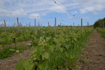 Vignes dans la vallée du Jaudy en Bretagne