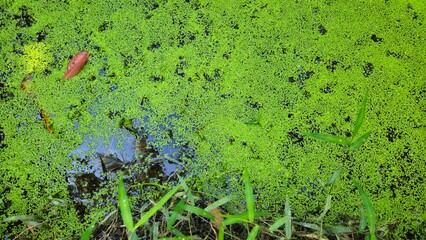 A pond covered with green duckweed surrounded by lush vegetation in the Mekong Delta, Vietnam.