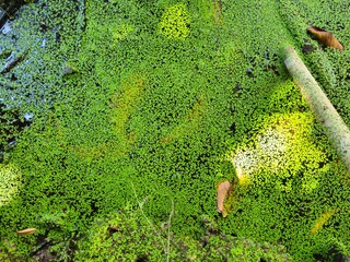 A pond covered with green duckweed surrounded by lush vegetation in the Mekong Delta, Vietnam.