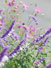 セージとコスモス