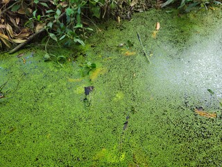 A pond covered with green duckweed surrounded by lush vegetation in the Mekong Delta, Vietnam.