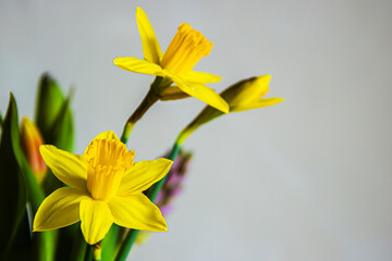 Obraz premium Closeup of bright yellow daffodils bouquet against a neutral background. Shallow depth of field. Soft focus 