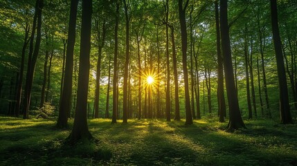 Naklejka premium Forest Scene at Sunrise with Sunburst and Lush Greenery Creating Peaceful Atmosphere