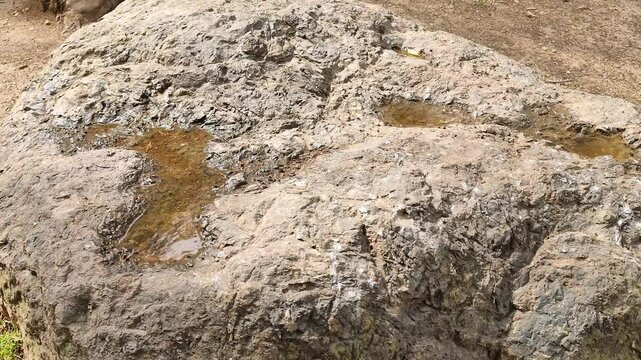Rain-filled rock basins on a large weathered stone in a natural setting
