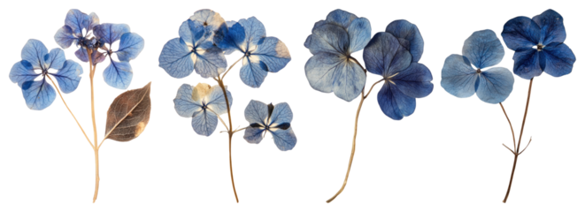 PNG Real Pressed a hortensia flowers pressed dried transparent background.