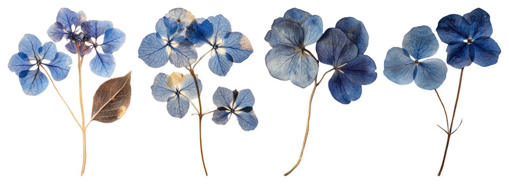 PNG Real Pressed a hortensia flowers pressed dried transparent background.