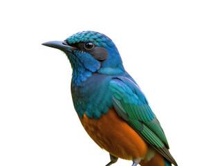 Fototapeta premium Vibrant Blue Bird, Orange Feathers with Transparent Background