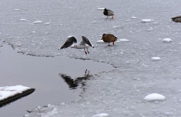 Winter landscape with frozen lake and birds, reeds covered with hoarfrost, misty weather